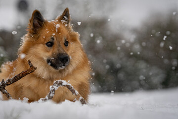 Icelandic sheepdog in snow - obrazy, fototapety, plakaty