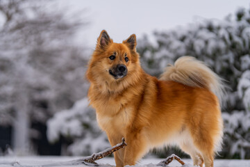 Icelandic sheepdog in snow