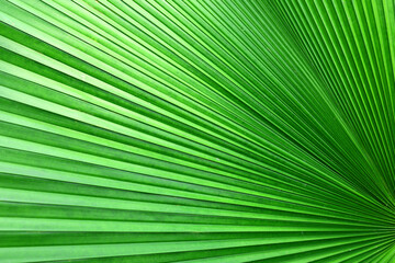 Close up green palm leaf texture, abstract palm leaf background