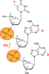 Vector illustration  of phosphodiester bonds 
 between three nucleotides.