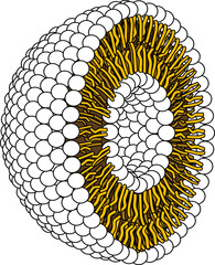 Structure of Phospholipid Molecule in Liposome.Vector illustration.