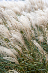 Abstract natural background of soft plants Cortaderia selloana. Pampas grass on a blurry bokeh, Dry reeds boho style. Fluffy stems of tall grass in winter