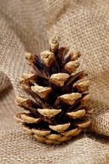 Old brown pinecone, on sackcloth burlap background. Vertical photo