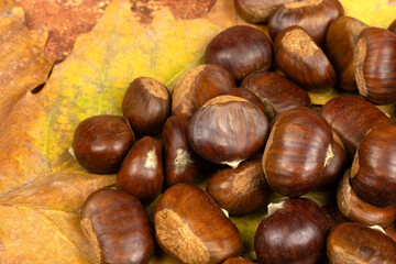 châtaignes, en gros plan, isolées sur des feuilles d'arbres	