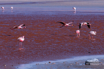 Wild fauna in the red lagoon in the bolivian altiplano