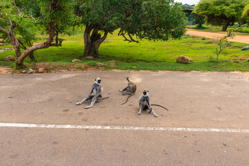 Safari in Sri Lanka National Park