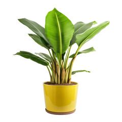 Tropical plant, potted banana palm. Isolated on transparent background.