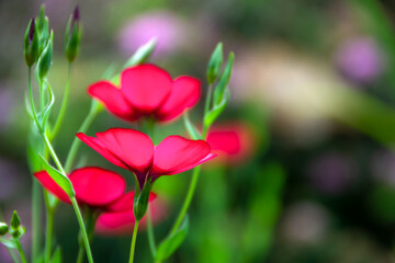 Red flowers of decorative flax on a green background. Selective blurred focus. A gentle image of the beauty of nature.
