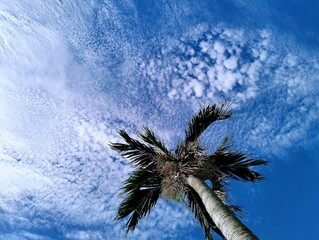 In the picture is the sky and white clouds lined up in a long line. In the center of the picture is a areca nut tree with an open gray trunk and green leafy branches.