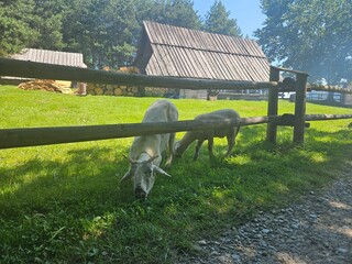 kozy na pastwisku w polskich g&oacute;rach, pieniny