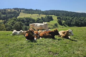 krowy na pastwisku w polskich górach