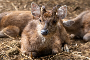 Fototapeta premium Deer, Cervus timorensis, Mauritius, East Africa