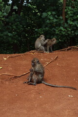 Urban Wildlife - Monkeys in Urban Settings