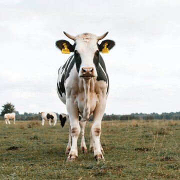 Holstein cow on white background