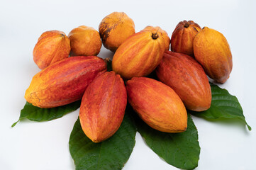 Raw orange color cacao pods