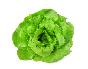 Green butterhead lettuce isolated on transparent background. PNG