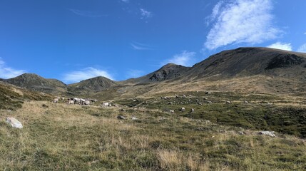cows grazing in the catalan pyrenees
