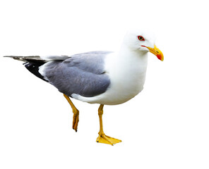 Gull with yellow beak and webbed legs on white