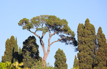 high marittime pine also calle stone pine in the garden