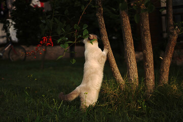 British cat in the garden - 704529266