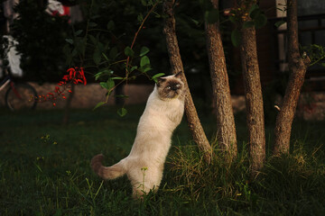 British cat in the garden - 704529412