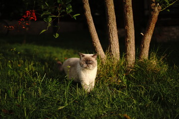 British cat in the garden - 704529485