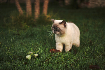 British cat in the garden - 704529641