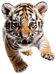 Fototapeta premium Adorable tiger cub in an action pose, symbolizing wildlife energy and conservation, perfect for animal themes cut out isolated transparent PNG elements