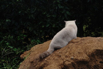 British cat in the garden - 704530432