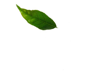 Fototapeta premium Green leaf isolated on white background