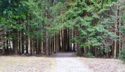 isolated dirt path that goes into the dense coniferous forest in the mountains