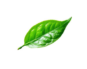 Obraz premium Green leaf isolated on white