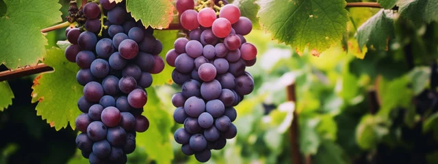 Fotobehang Bunches of grapes between grape leaves in a vineyard. Generative AI © Артур Комис
