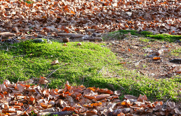 green of damp moss in the undergrowth in winter with the dry leaves fallen