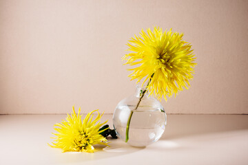 Yellow dahlia flowers in a glass vase.