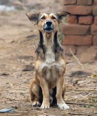 Dog (Canis familiaris or Canis lupus familiaris) is a domesticated descendant of the wolf. Also called the domestic dog, it is derived from extinct Pleistocene wolves. The dog was the first species.