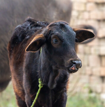 A calf (calves) is a young domestic cow or bull. Calves are reared to become adult cattle or are slaughtered for their meat, called veal, and their hide.