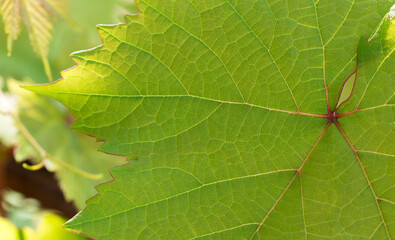 Texture of a green grape leaf with red veins. Sunlight passes through a leaf. Close-up. Macro.