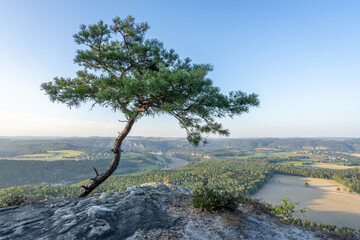 Pine tree at Lilienstein mountain, Saxony, Germany