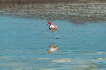 Wild fauna in the red lagoon in the bolivian altiplano