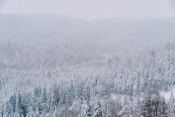 Snowy coniferous forest on the slopes of misty mountains