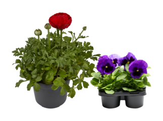 Set of blooming flowers in pots cut out isolated transparent background