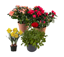 Set of blooming flowers in pots cut out isolated transparent background