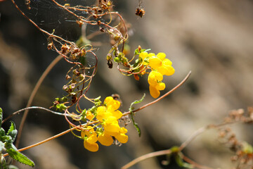 Planta Calceolaria integrifolia en una vista de acercamiento zoom