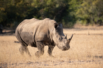 White (Square-lipped) Rhinoceros