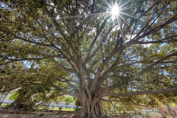 Sunburst through the canopy of a Banyan tree in Sevilla, Spain