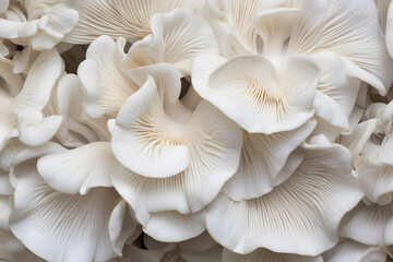 Underside of white oyster mushroom background - obrazy, fototapety, plakaty