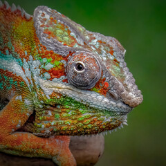 close up of a panther chameleon © Riadi