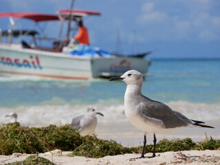 Seagull at the background of the ocean.