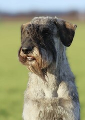 Giant Schnauzer Pepper and Salt